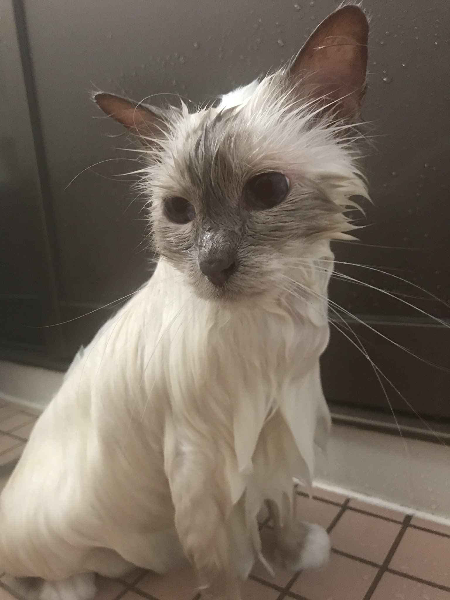 ねこぢい シャンプー後 体細い バーマン 猫 Birmancat Birman Cat 猫好きさんと繋がりたい T Co Srox7owxdv Twitter