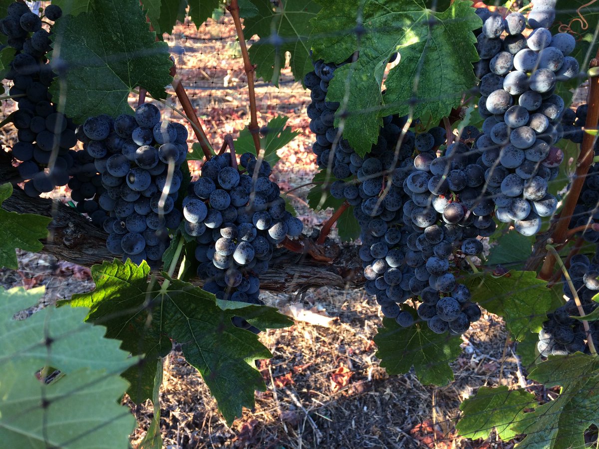 ColcanyonEstate's tweet photo. Coming to a bottle near you soon - welcome to the 2017 vintage ! https://t.co/KdfRkEm29W