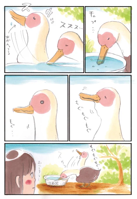 水を飲むカモ。味わうように飲む 