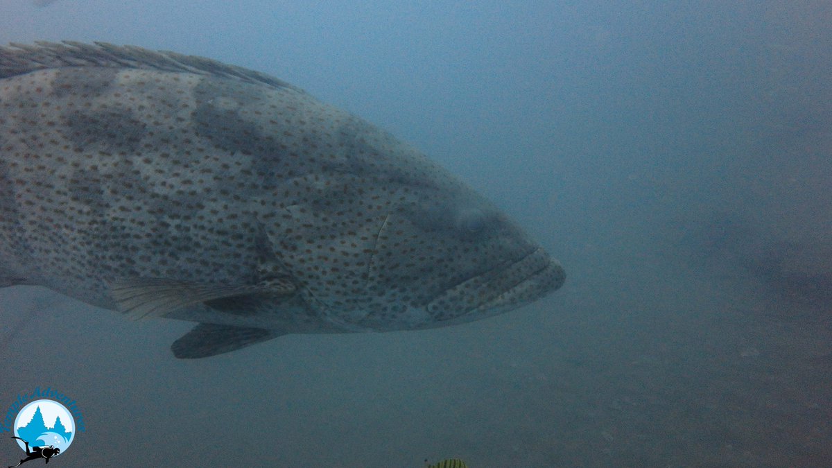 TempleDivers's tweet photo. The giant of the temple reef #scuba #diving #Ocean #India #uwphotography #dsd #Grouper #templeadventures #oceanbed #templeReef https://t.co/040H7DVic9