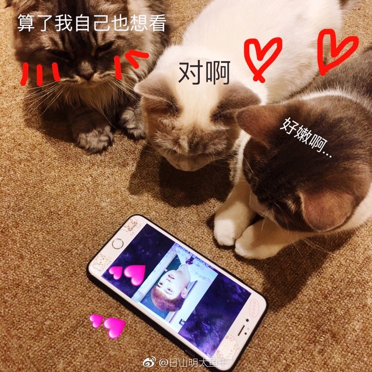 MANDY_DKS's tweet photo. 중국 팬분....냥이들 너무 귀엽게 굥스 보고잇서ㅠㅠㅠㅠ(CR:日山明太鱼干)
https://t.co/QcdYMZ4UMi https://t.co/UfLDAF2Pxv