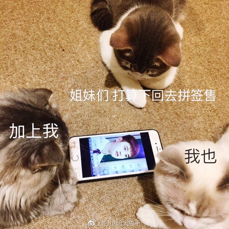 MANDY_DKS's tweet photo. 중국 팬분....냥이들 너무 귀엽게 굥스 보고잇서ㅠㅠㅠㅠ(CR:日山明太鱼干)
https://t.co/QcdYMZ4UMi https://t.co/UfLDAF2Pxv