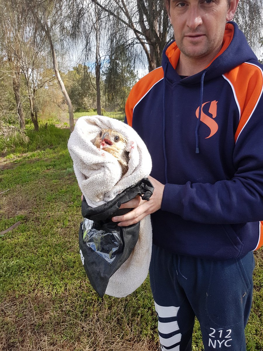 GbGenbrowne's tweet photo. @mickstanley80 @ABApparel1 Also been busy rescuing hawks (from irresponsible fisherman) in your new #stanleystable apparel https://t.co/G6p9WSm4uZ