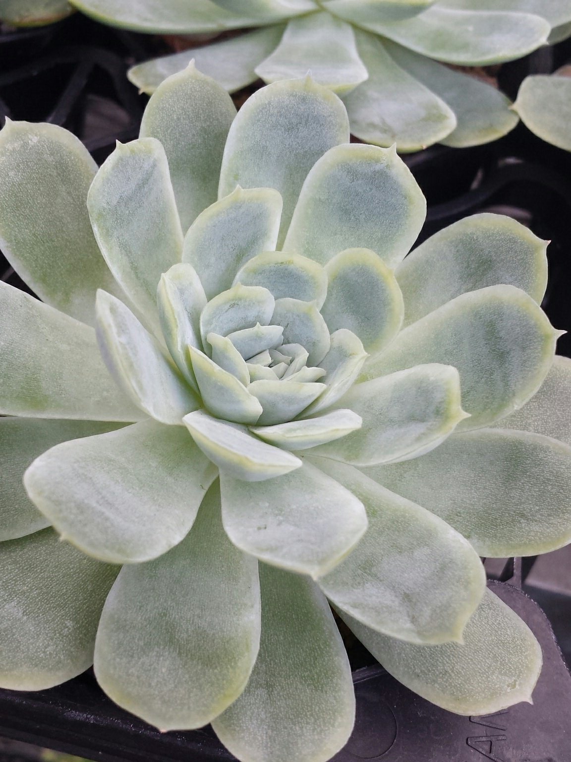 多肉植物のネット販売 多肉の王国 多肉の豆知識ー 交配の父 母による品種の違い 花うらら 月影 花月夜 月影 花うらら 白雪姫 同品種の掛け合わせでも父母の逆転で違いがあります さらに 白雪姫 の中でも細葉は 白雪の華 だそうです 多肉