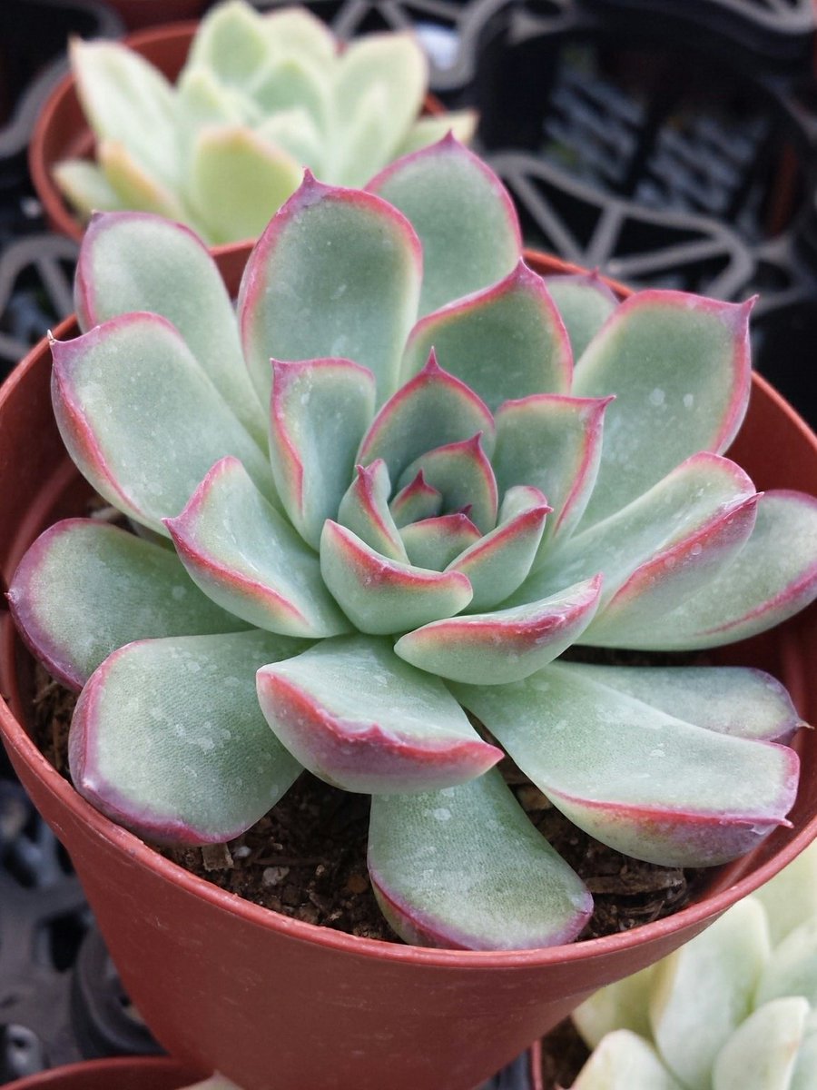 多肉植物のネット販売 多肉の王国 多肉の豆知識ー 交配の父 母による品種の違い 花うらら 月影 花月夜 月影 花うらら 白雪姫 同品種の掛け合わせでも父母の逆転で違いがあります さらに 白雪姫 の中でも細葉は 白雪の華 だそうです 多肉