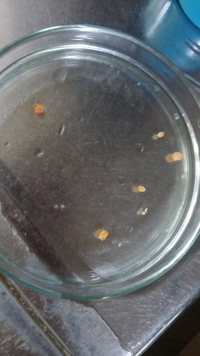 鷲宮ほうき カイアシ類の１種 ホタテエラカザリを見つけた やっと見つけた