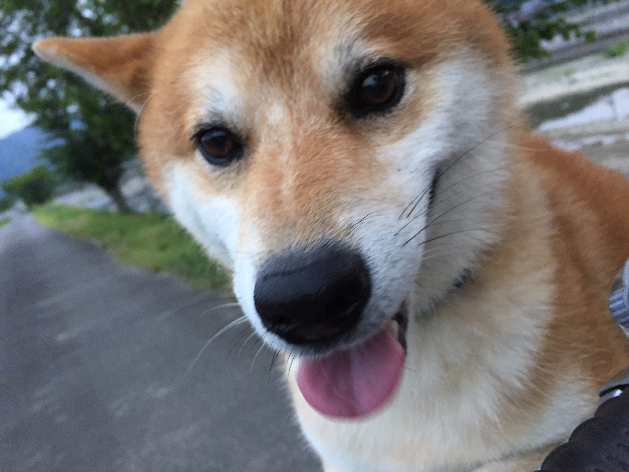 柴犬探し中 Zito7l6h0s5x7dv Twitter