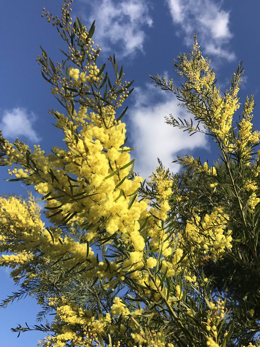 MsHorticulture's tweet photo. Little Saturday afternoon stroll around my favourite botanic garden @RBG_Victoria Cranbourne Gardens. #flora #botanicgarden https://t.co/vEewyGUcsg