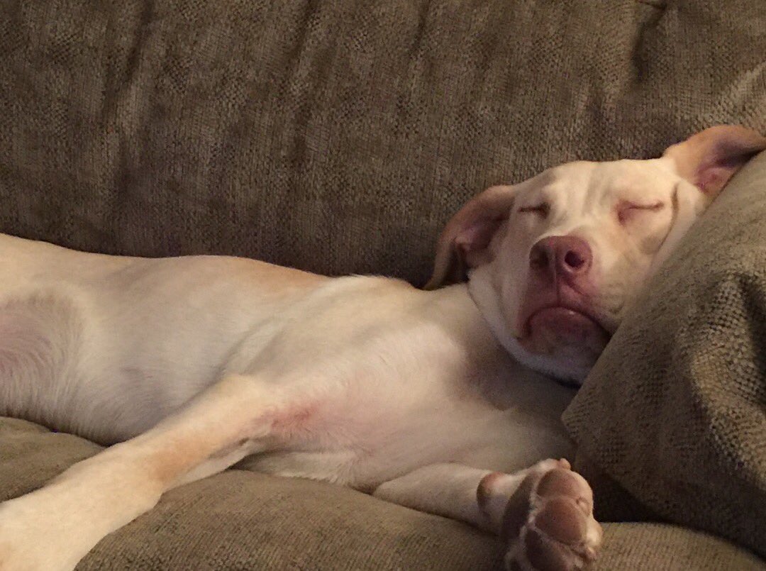 ChrisMcGillMMP's tweet photo. Ahhhh Saturday! https://t.co/4e0SG2whLZ