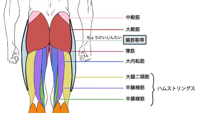 お絵かき講座パルミー Gw割実施中 Ar Twitter 大腿筋膜張筋 縫工筋 内転筋郡 薄筋 大腿直筋 内側広筋 外側広筋 長腓骨筋 腓腹筋 前脛骨筋 ヒラメ筋 お経みたい 男性の下半身の筋肉の描き方講座 上半身に続いて下半身もマスター T