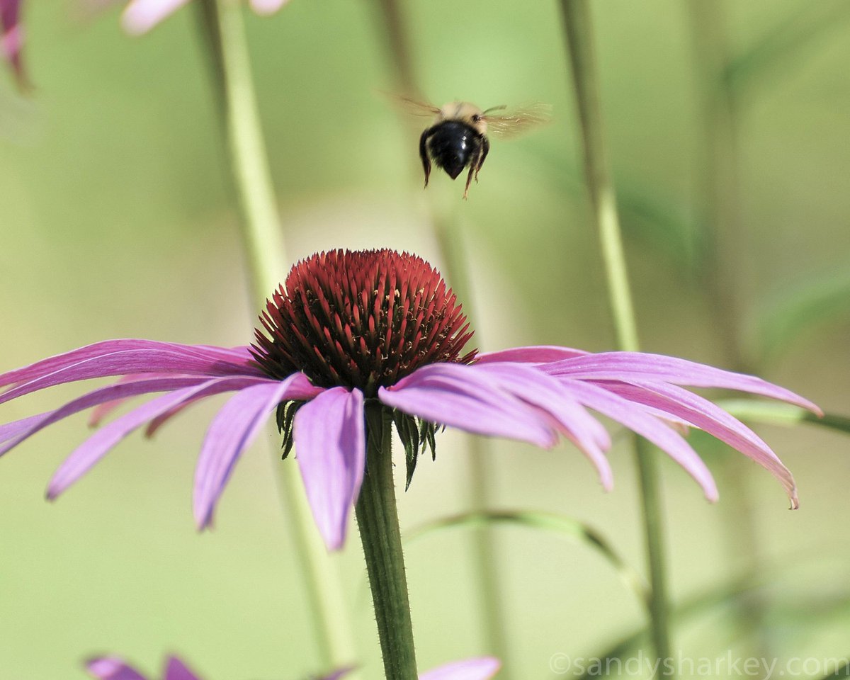 SandySharkey's tweet photo. Thrilled to host #BeeInThePhoto workshop for kids 10 -11am today at @AgMuseum! @GardenPromenade Details: https://t.co/eDowY5jJu7 https://t.co/GTF5ASb9P7