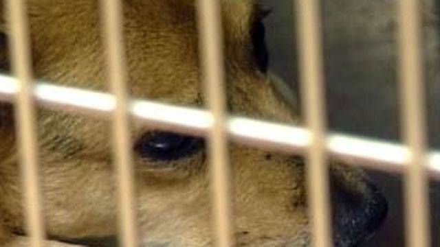 “Las Vegas and Henderson animal shelters are participating in "Clear the Shelter" on Saturday” buff.ly/2wi9RK0