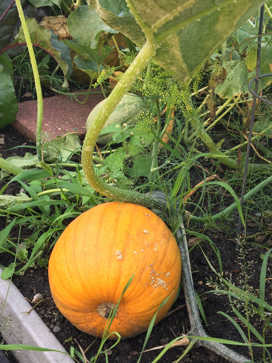 waiteparkcc's tweet image. Friday night WP Garden Stroll was a success. Thanks for bringing beauty to the neighborhood.