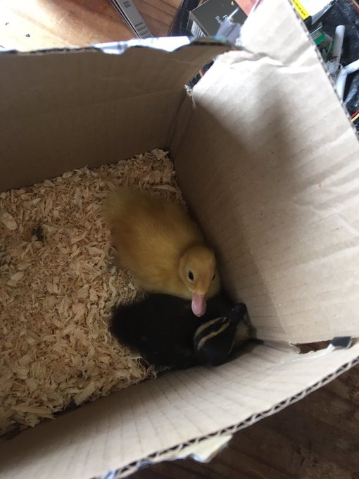 This is my life now. No complaints 😂😂😻❤️🦆🦆 https://t.co/iV05Sjw8Q1<a href="/tag/femdom"class="tags"><span>#femdom</span></a><a href="/tag/camtime"class="tags"><span>#camtime</span></a>