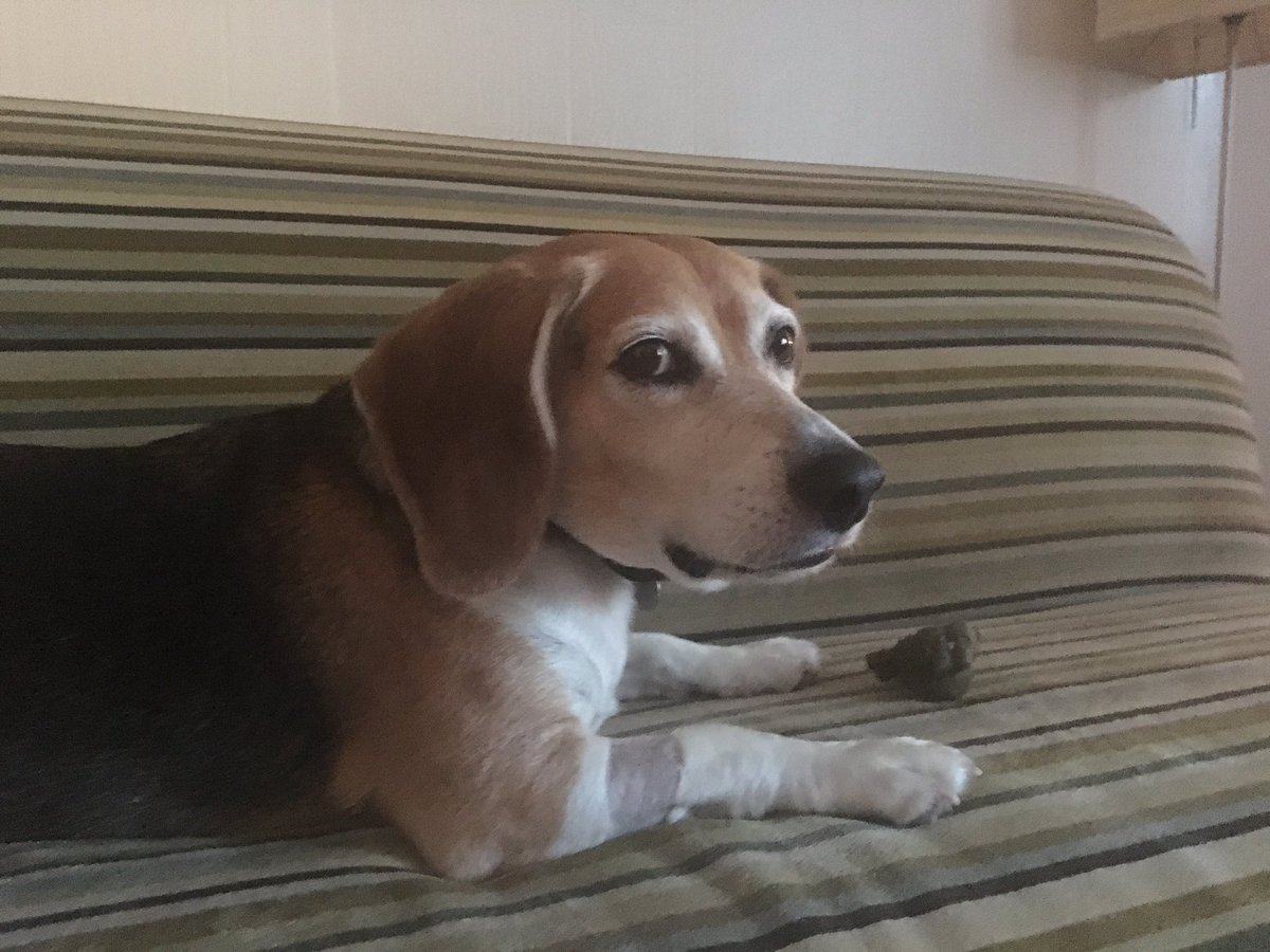 texas_beagles's tweet photo. #BeagleTreatTime Chance is keeping an eye on Pops to make sure he doesn't try and take it. https://t.co/l4EIAKxtP2