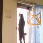 猫背って一体何だろうwこんなに背筋のピンとした猫は見たことないw