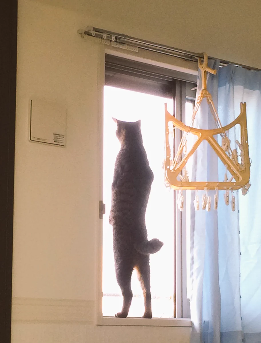 猫背って一体何だろうwwこんなに背筋のピンとした猫は見たことないww