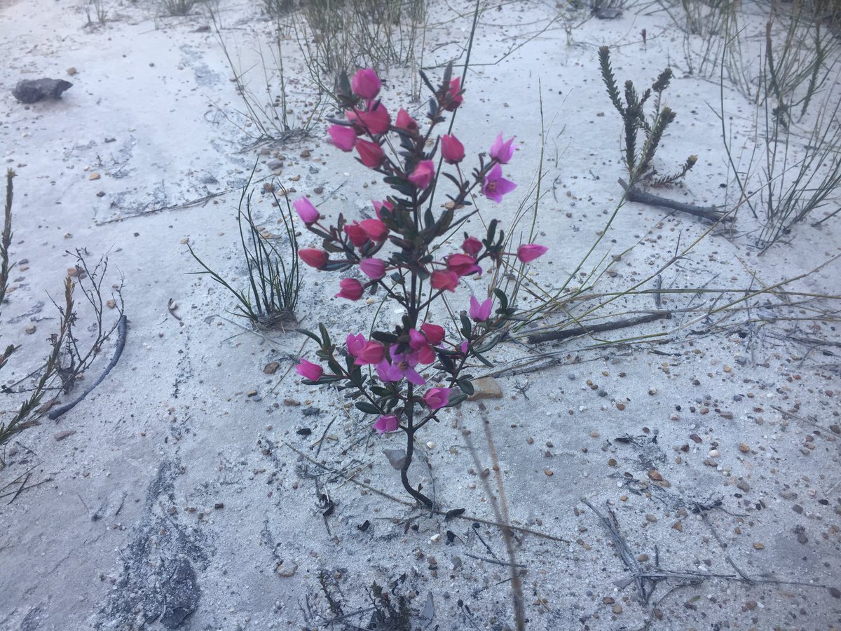 JMyfanwy1's tweet image. A natural bouquet. Boronia #springsoon