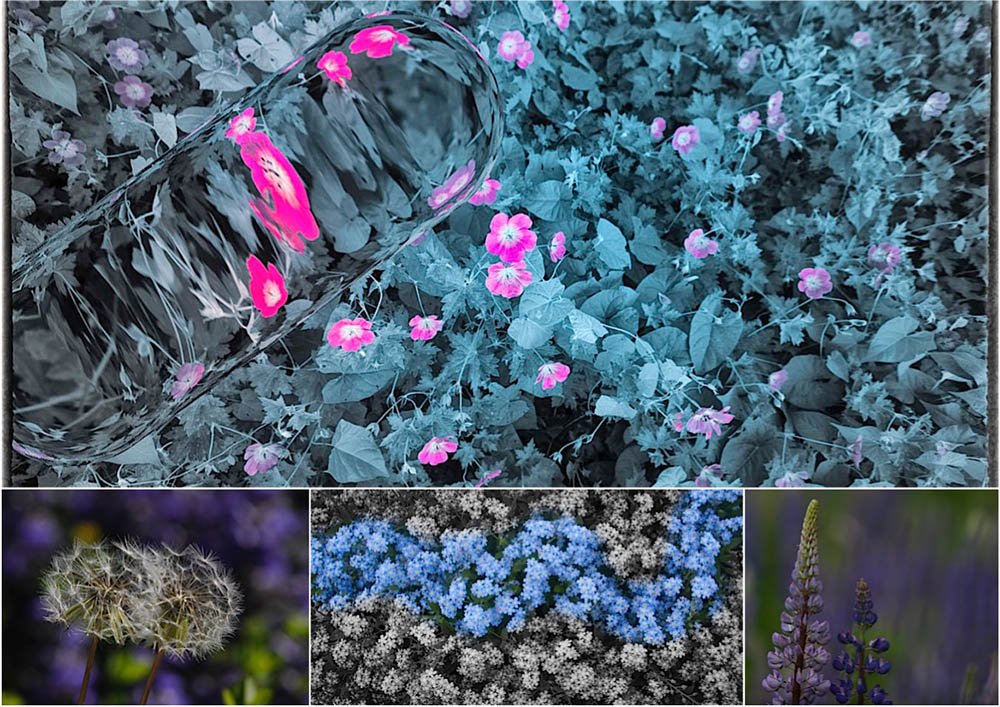 Themenwettbewerb „Blumen, Blätter, Blüten - jetzt auf magazin-fotogen.de Teilnahmebedingungen im kostenlosen Bereich als PDF.