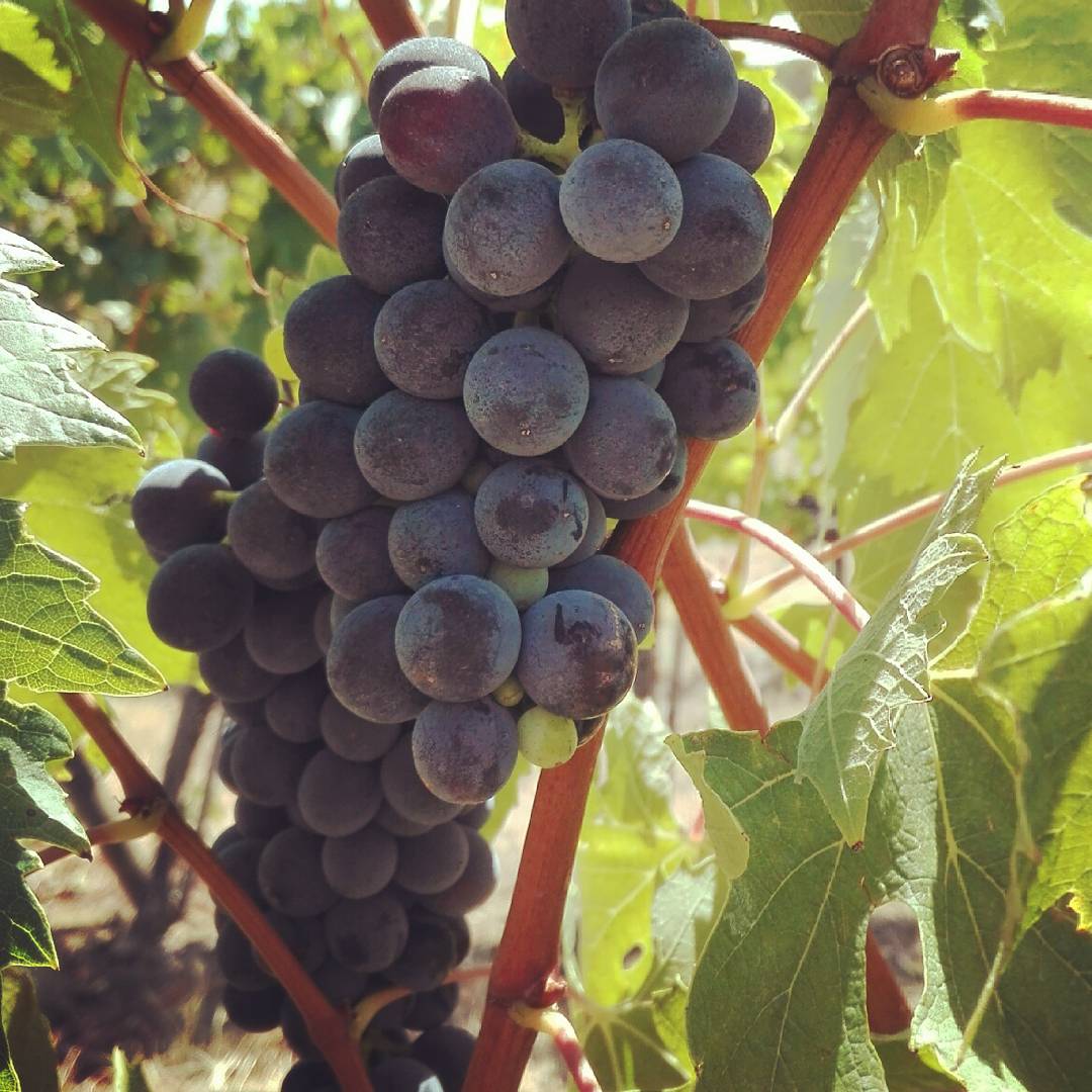 efalsini's tweet photo. Sangiovese grapes for Brunello di Montalcino now at Casisano @Tommasiwine https://t.co/9o08i7hyAh
