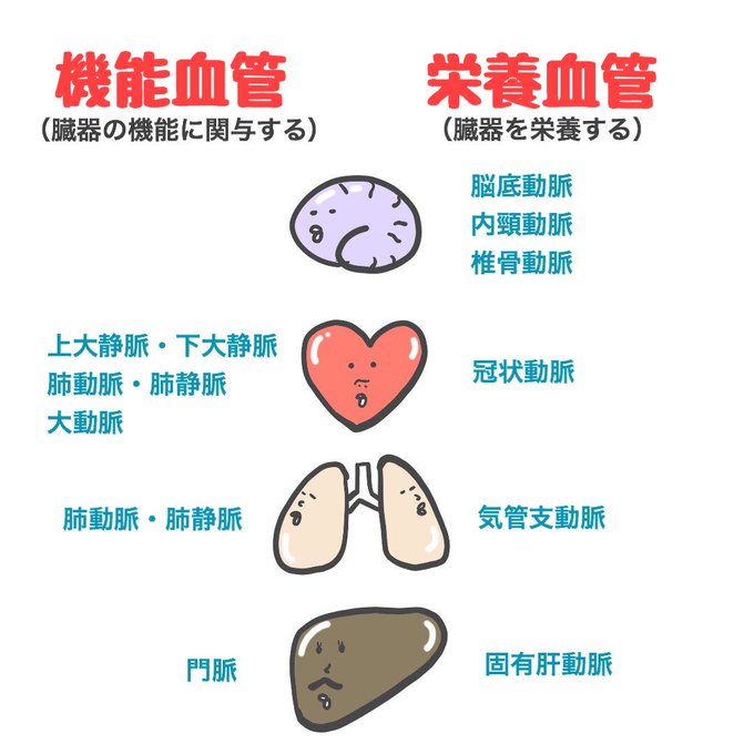 ゴロ 解剖生理イラストさん の最近のツイート 14 Whotwi グラフィカルtwitter分析