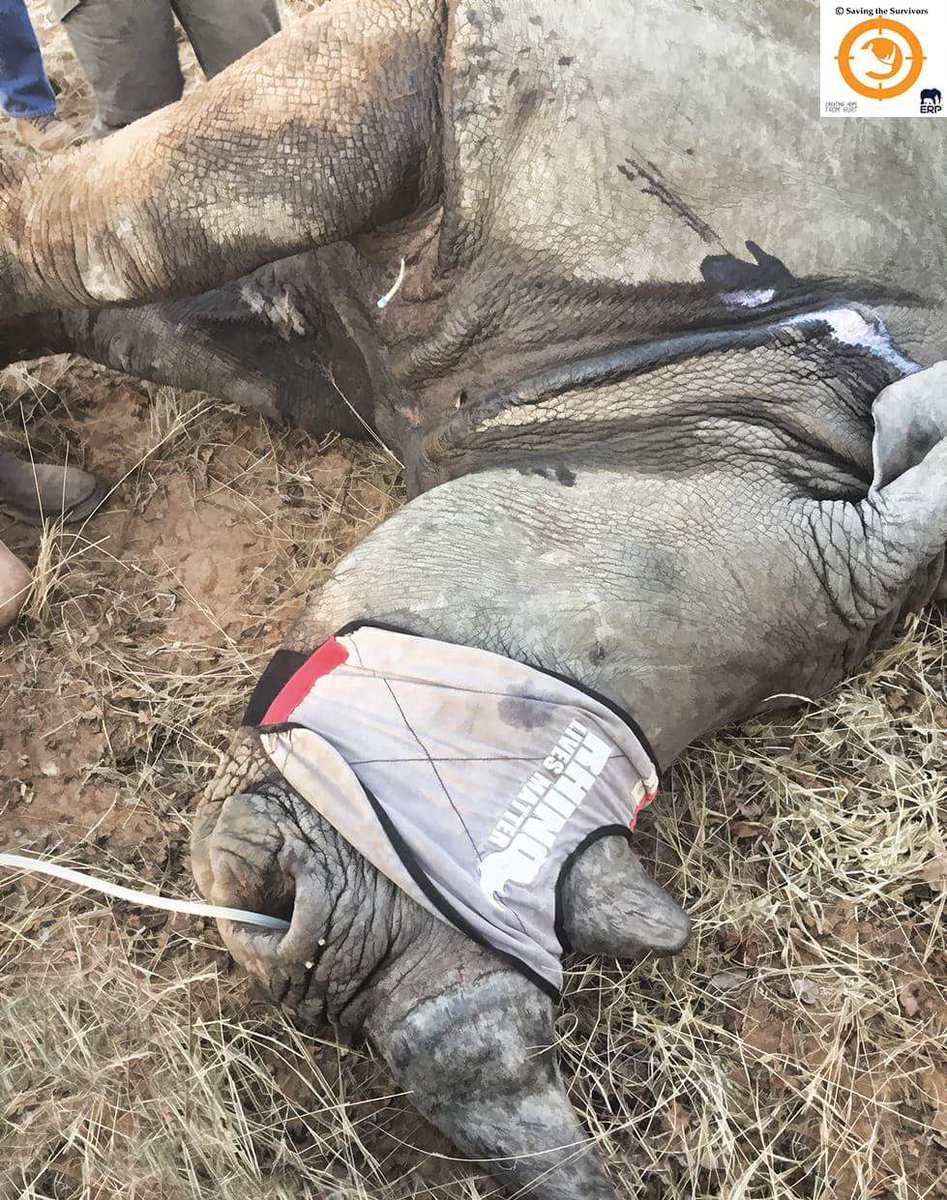 SavingSurvivors's tweet photo. A #rhino was shot last week but the bullet missed all vital structures
Her calf was found dead 3 days later possibly from the same bullet... https://t.co/1ThJNi6qDL