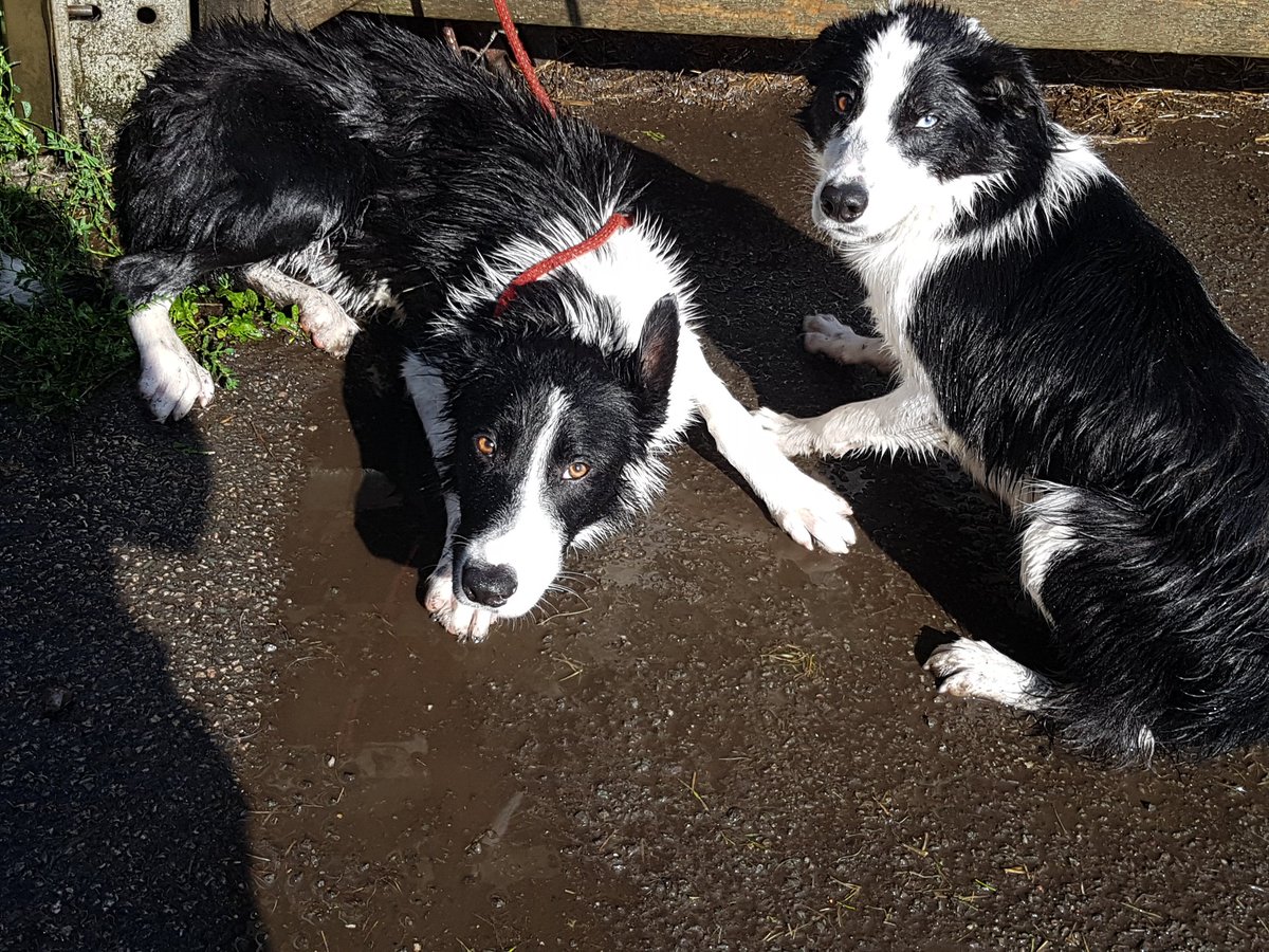 R_o_s_i_e_H's tweet photo. Two reprobates hosed down this morning after blathering themselves in cat shit ๐ท #DirtyGets https://t.co/RnJQAfODCM