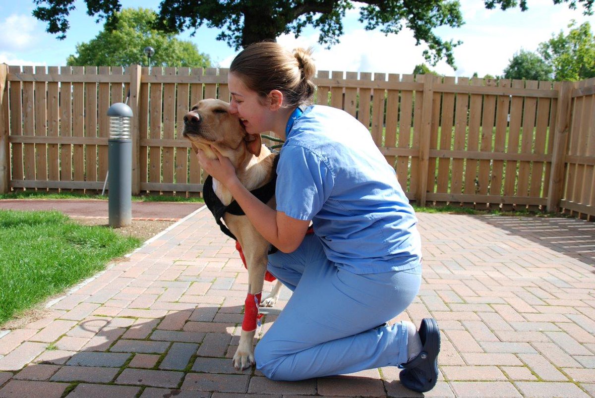 fitzpatrickref's tweet photo. Sending lots of love to #patientoftheweek Scooby who sadly has aggressive osteosarcoma but is happily wagging his way into all our hearts 💙 https://t.co/qyxpwIVVMW