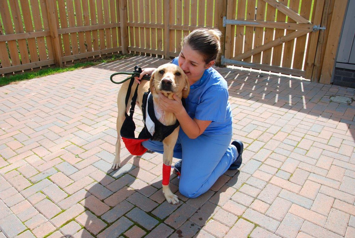 fitzpatrickref's tweet photo. Sending lots of love to #patientoftheweek Scooby who sadly has aggressive osteosarcoma but is happily wagging his way into all our hearts 💙 https://t.co/qyxpwIVVMW