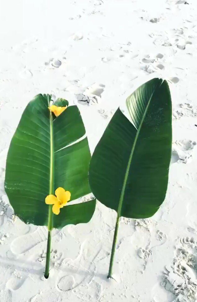 🌴🌺 BTS OF TODAYS SHOOT WITH BODYSTATE 🌴🌺 
instagram.com/bodystateza
#BodyStateambassador #tropical #wellbeing