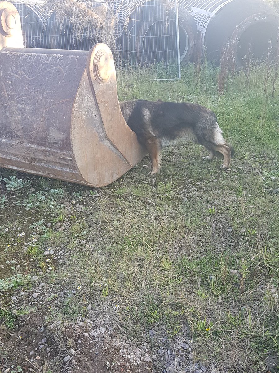 We provide first class protection with our dogs for a wide range of applications, from event security to private residential patrols #anglia