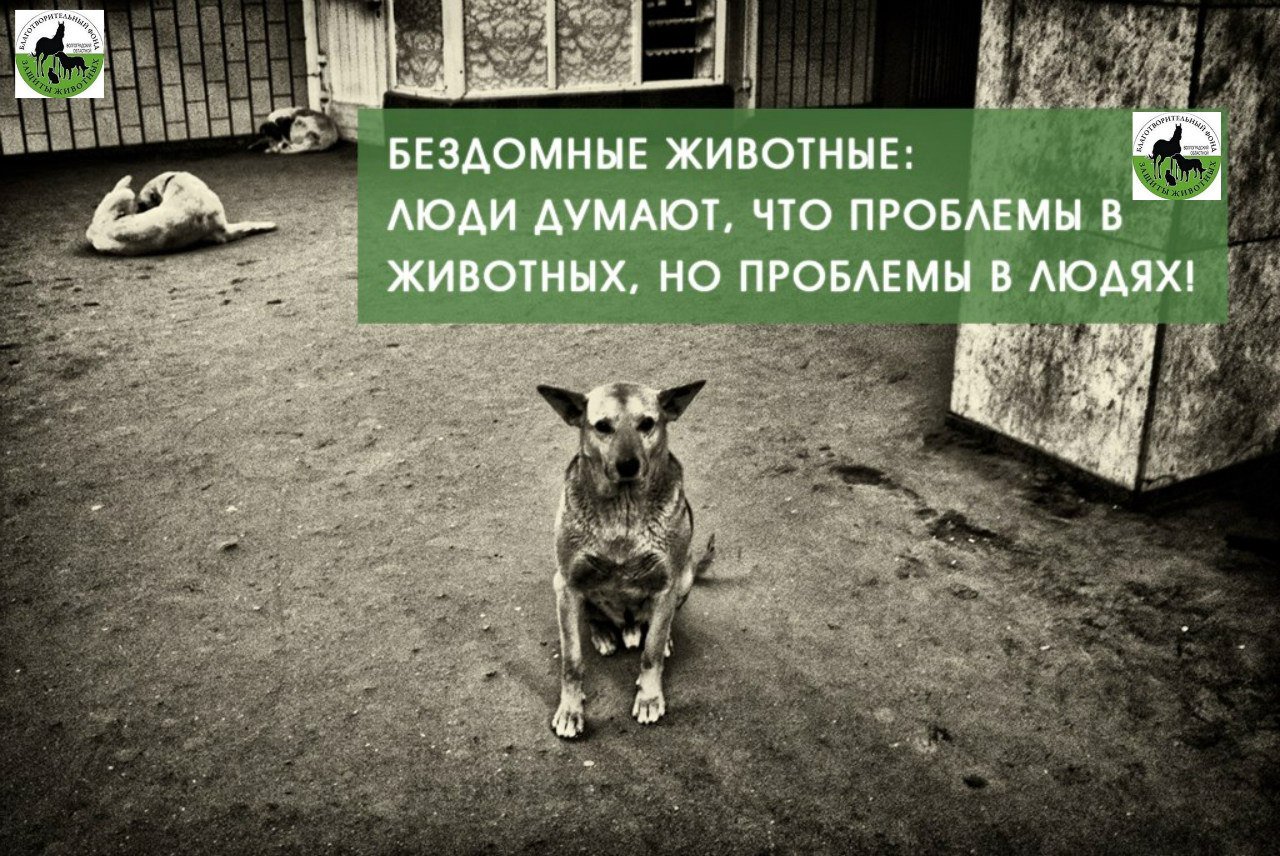Поможем бездомным животным вместе