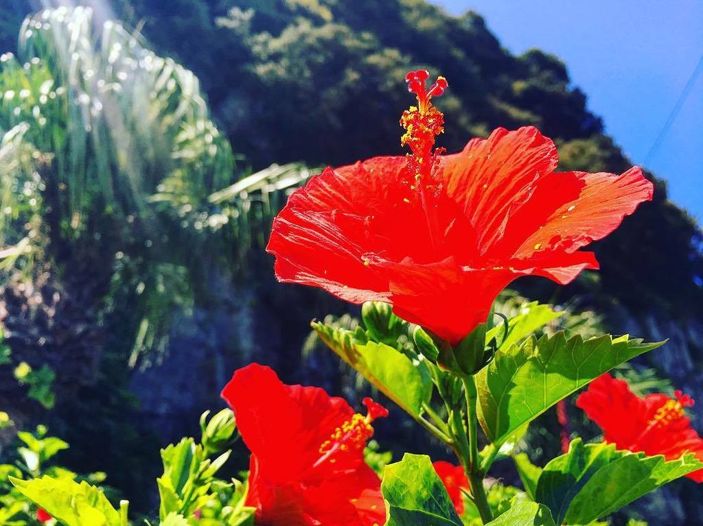 tak_koni4_jp's tweet photo. #don
#花 #flower #赤 #red #東京カメラ部 #tokyocameraclub #インスタグラマーズジャパン #InstagramersJapan #IGersJP #InstagramJapan #pics_… https://t.co/QKC3kzsqq3 https://t.co/0AqHRTOygF
