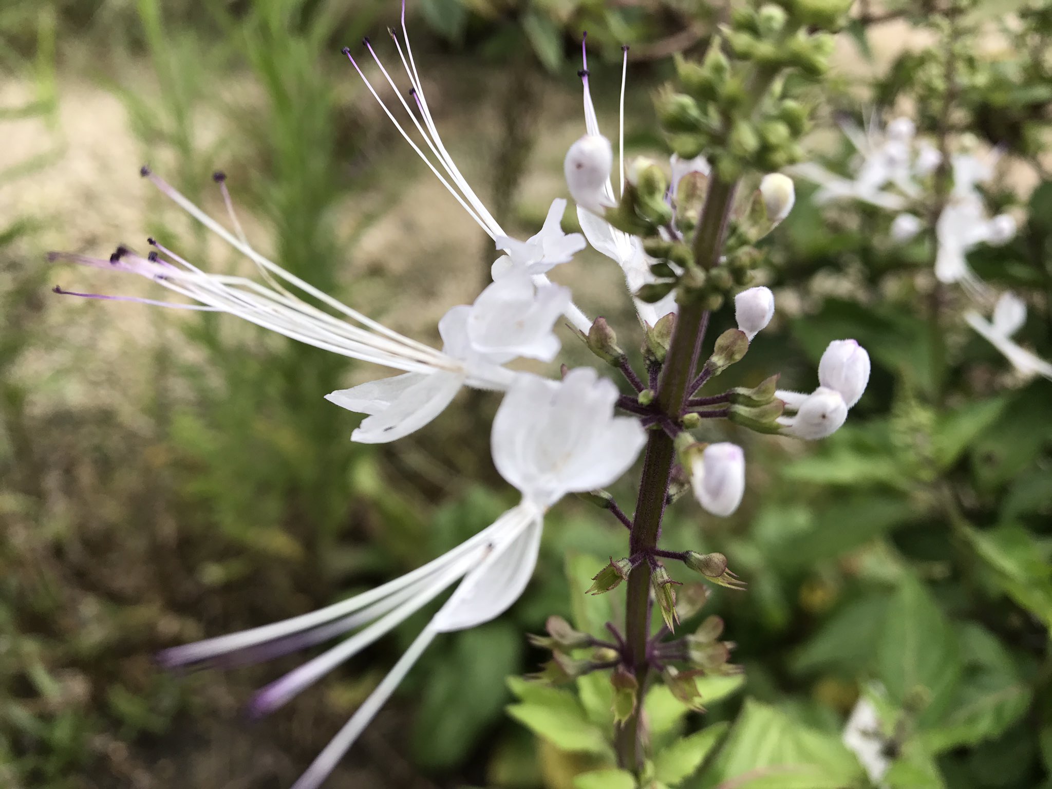 Twitter এ Mitsuru たしか 猫ヒゲ みたいな名前の花 ２年間咲かなかったのに 今頃 咲いた ほーんとに 猫のヒゲのような花が咲く 今年って ビックリすること ちょっと例年より多いかも なんでだ なんか人間のカウントダウンが始まったみたい 笑笑 その