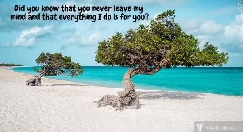 TravelMediaCo's tweet photo. Eagle beach with divi divi trees on Aruba island #Flockrush #TravelMediaco #beaches #travel #world #love #photography #adventure https://t.co/59llosR9Vq