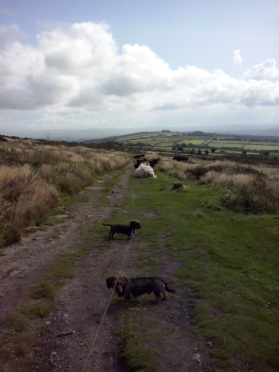 jennyfuramy's tweet image. #TotalGridlock on da Cornish roads again 😜🐮🐮🐮