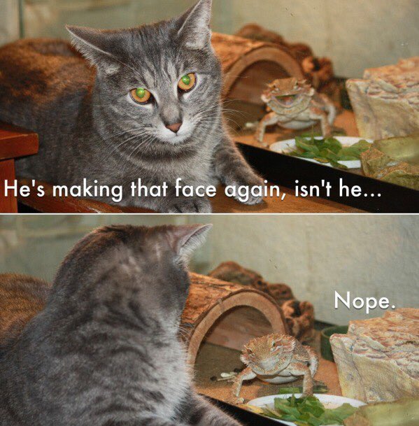 #cat #lizard #he #making #that #face #again #nope 😺Tag your friends!!!