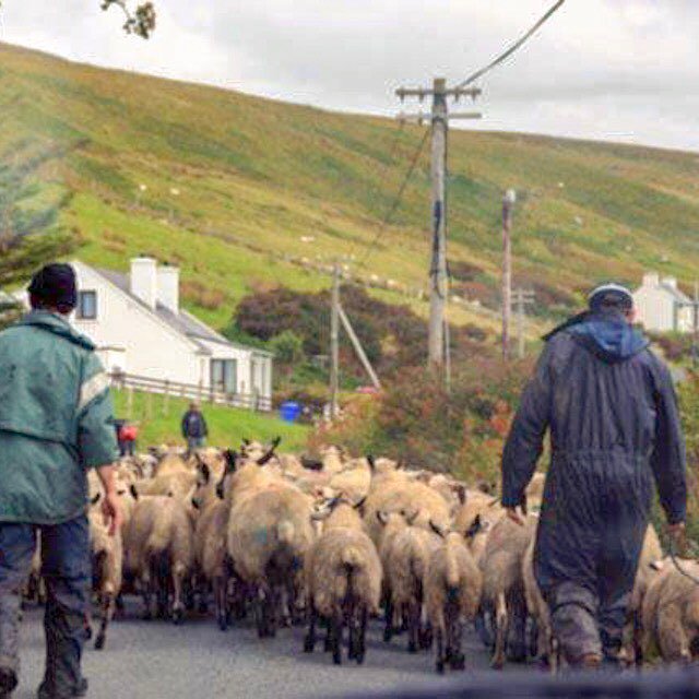 _melaniemay's tweet photo. Taking the sheep for a walk in #Donegal. 🐑 #Ireland. #irishlandscape #irishlife #counteyside #countrylife #ruralir… https://t.co/otchcd2O7q https://t.co/Lr7ZaJc6ae
