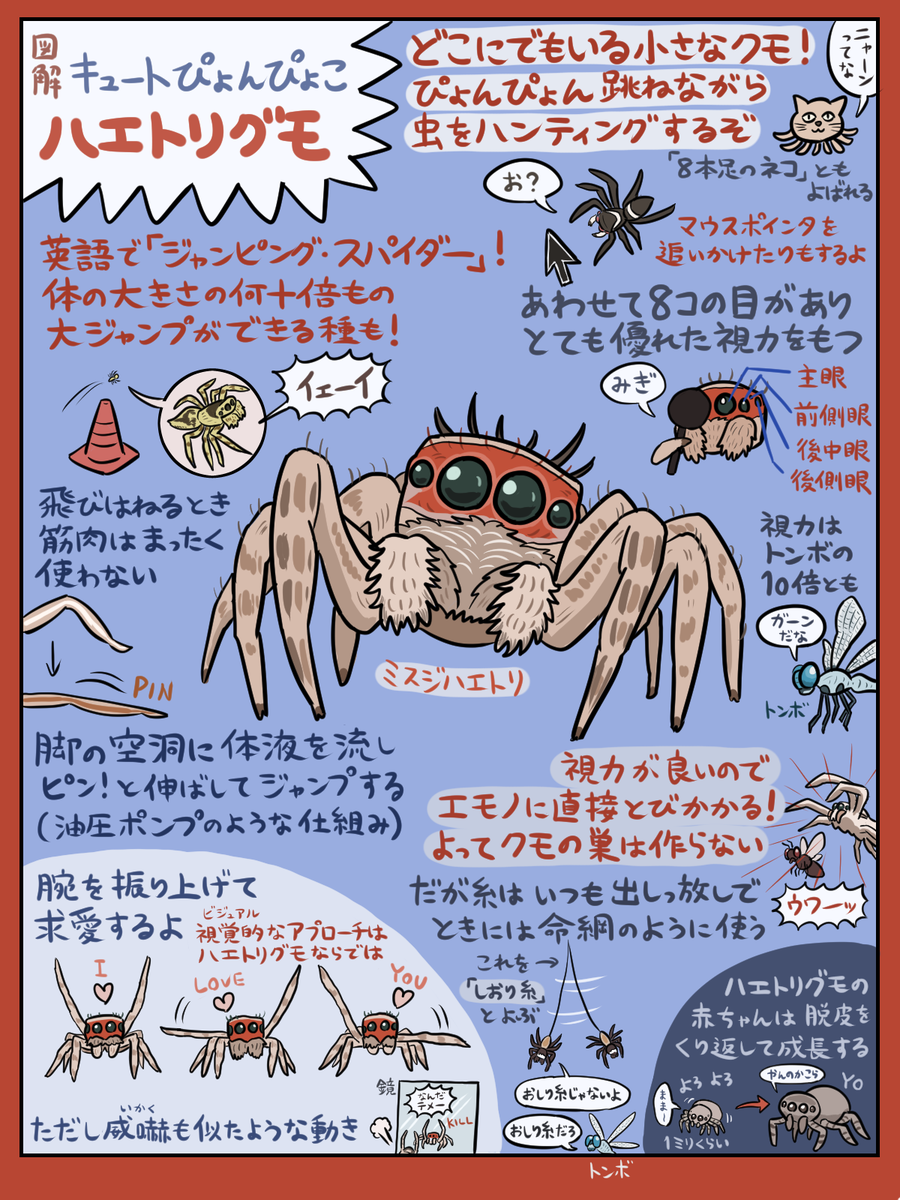 ぬまがさワタリ つぶらな瞳のリトル8本足 ハエトリグモ の図解です Nyを飛び回るクモ男の映画も楽しいですが 家の中や近所の公園で跳ね回るハエトリグモを探してみるのも面白いですよ 首を傾げてこちらを ん と覗き込んでくる仕草が大変キュート ぬまがさワタリ つぶらな瞳のリトル8本足 ハエトリグモ の図解です Nyを飛び回るクモ男の映画も楽しいですが 家の中や近所の公園で跳ね回るハエトリグモを探してみるのも面白いですよ 首を傾げてこちらを ん と覗き込んでくる仕草が大変キュート