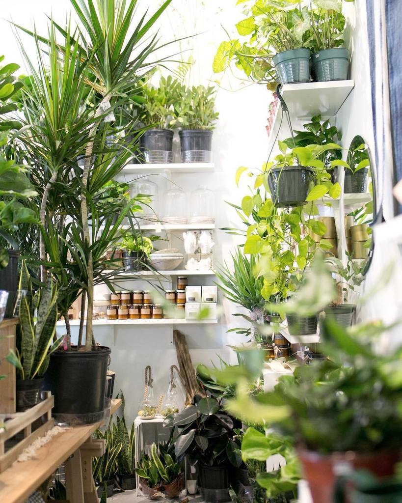 theZenSucculent's tweet photo. We're excited to be open today along with all of our fellow downtown Durham businesses.  A lot of businesses took … https://t.co/vBW1PW5Un3 https://t.co/MpQBTxtWU4