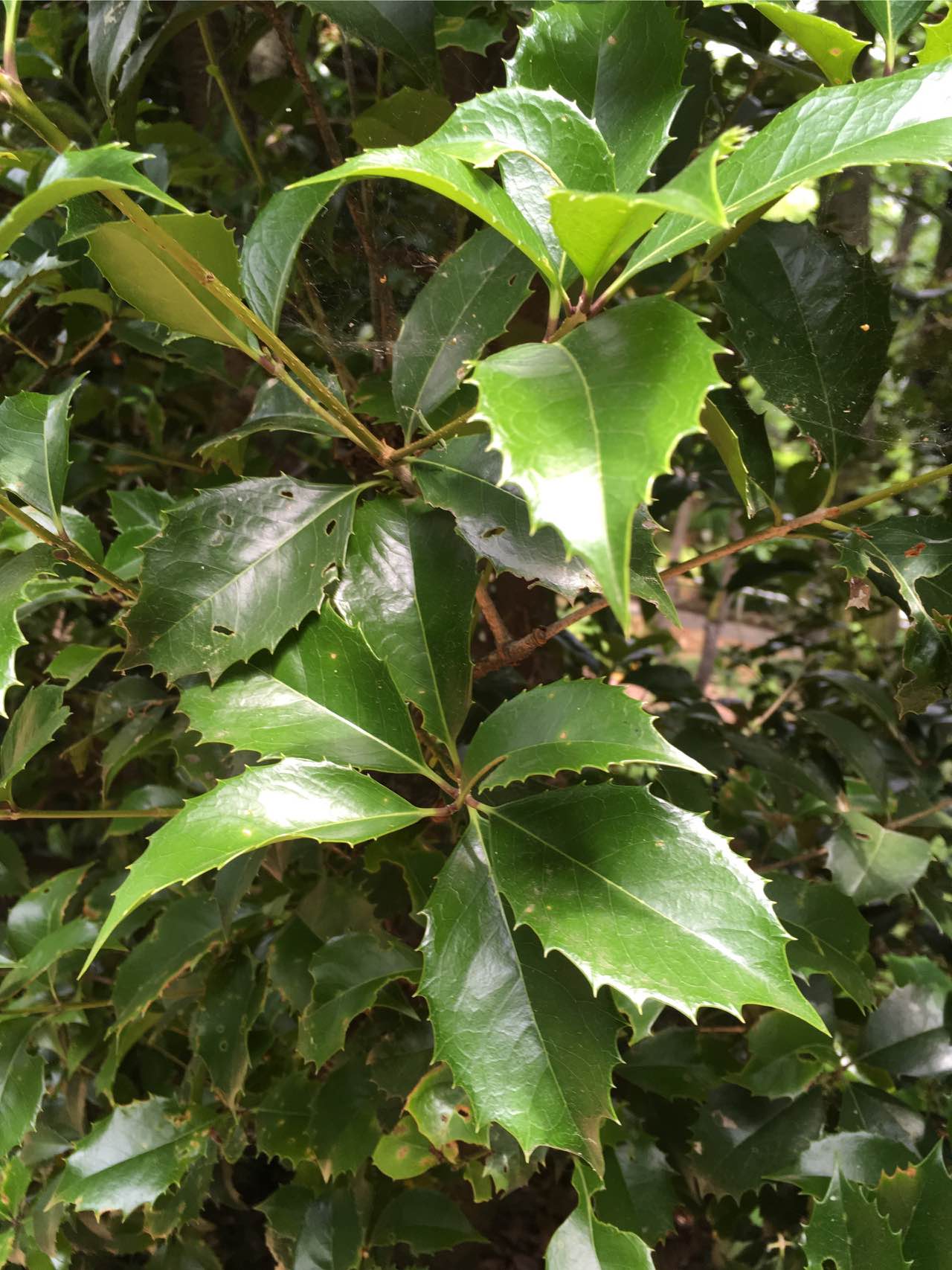 توییتر Pka در توییتر ヒイラギモクセイ Osmanthus Fortunei モクセイ科モクセイ 属の常緑小高木 トゲ状の鋸歯は小形で数は多く 6 10対 ヒイラギよりも葉幅は広い ヒイラギとギンモクセイの雑種で 生垣 庭木 公園樹にされる 本種が ヒイラギと思われて