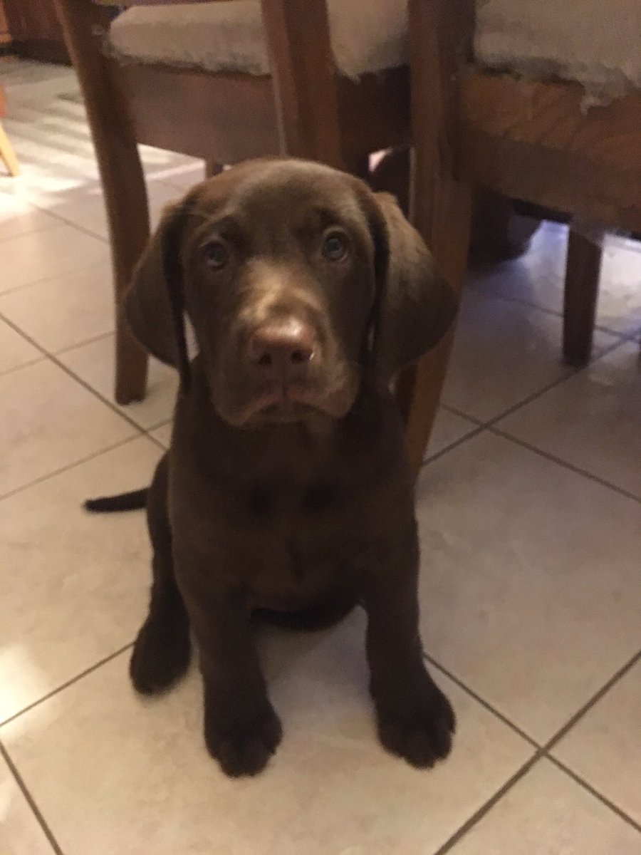 Gabe_Arnold23's tweet photo. So I was going to #run last night but this happened. Meet Charlie! ๐ #chocolatelab #futurerunningbuddy #Earthathon #RunderfulRunners https://t.co/mfTbOWxsTN