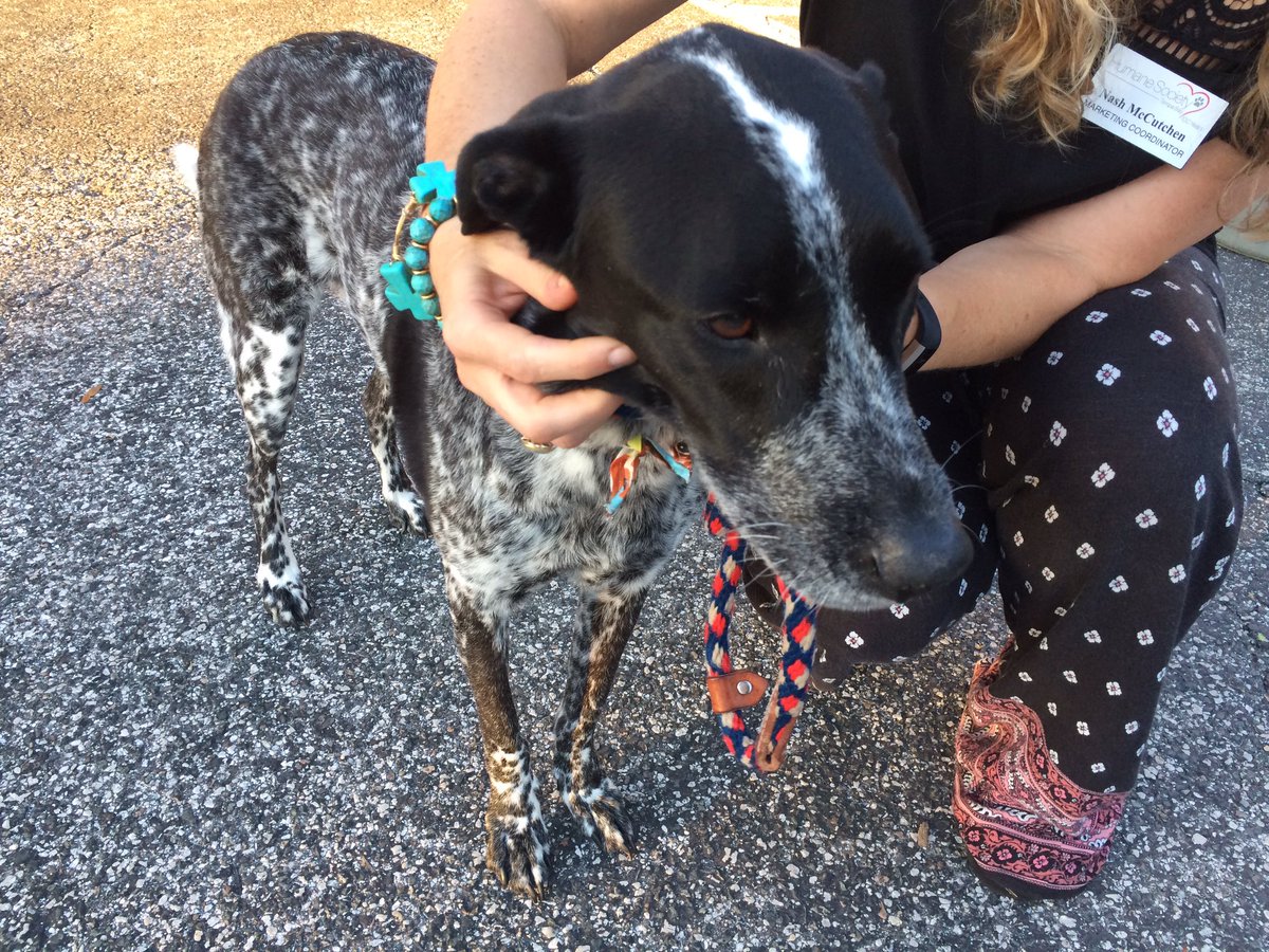 RealPaulMueller's tweet photo. @HumaneTampaBay I wish I could adopt him but I'm just never home and wouldn't be fair.  Please #AdoptSherlock @wfla @WFLAJana @WFLAEd https://t.co/5XkmUkEEn5