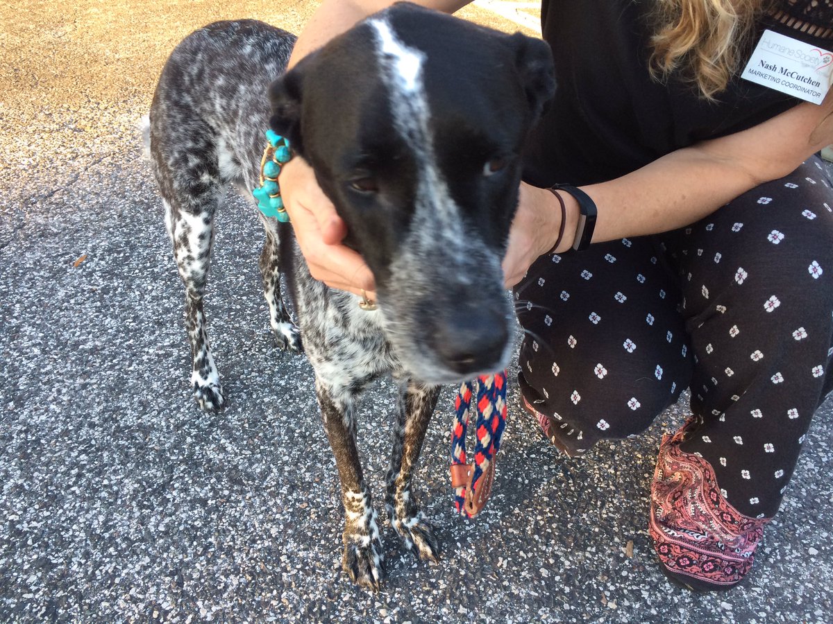 RealPaulMueller's tweet photo. @HumaneTampaBay I wish I could adopt him but I'm just never home and wouldn't be fair.  Please #AdoptSherlock @wfla @WFLAJana @WFLAEd https://t.co/5XkmUkEEn5