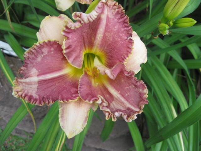 DebMurphree's tweet photo. "After women, flowers are the most lovely thing God has given the world."     
 Christian Dior https://t.co/8RiZ4M1gMh