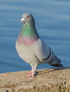 BMSharma63's tweet photo. Spotted BlueRock Pigeon with the Birder app! https://t.co/oGgtfZJbyx https://t.co/kNUlT2R5dg