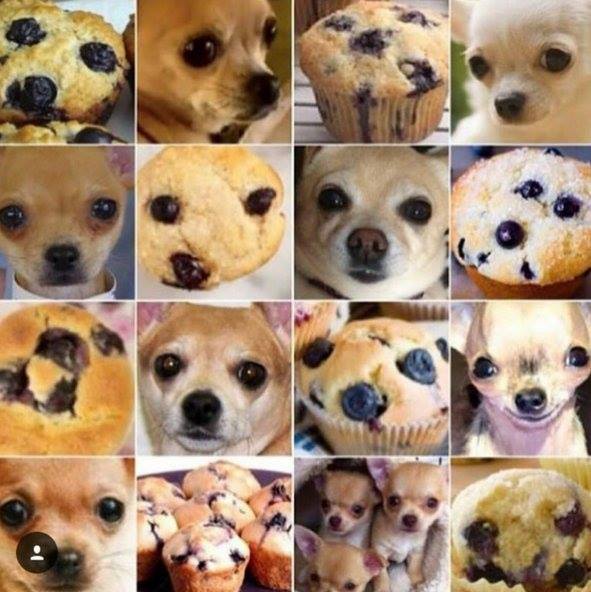 amayor's tweet photo. blueberry muffins &amp; tiny #dogs https://t.co/34wKxejKPc