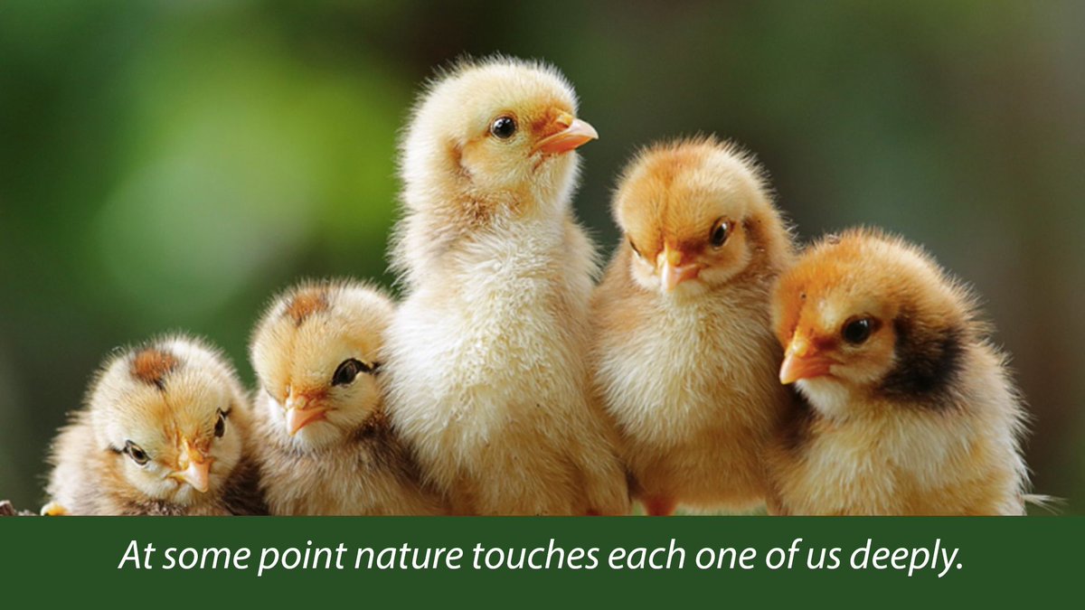sharing_nature's tweet photo. Share an experience of nature when you were touched so deeply, you still remember it to this day #sharingnature @sharingnatureworldwide https://t.co/XXvHYcsI5L
