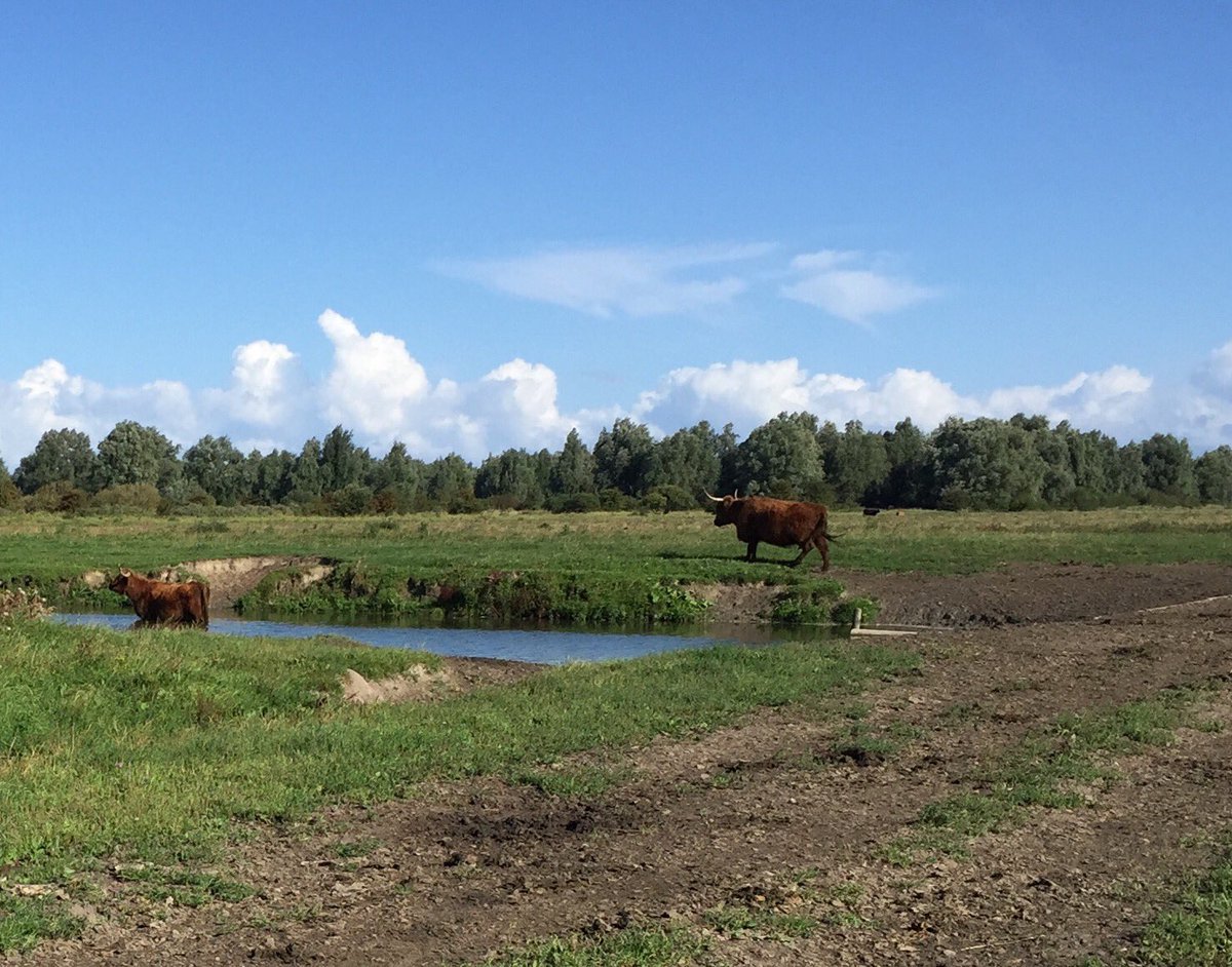 LinWig's tweet photo. Aan de kant koe met je (te) grote horens. Dat is mijn route! https://t.co/UBtegdTptK
