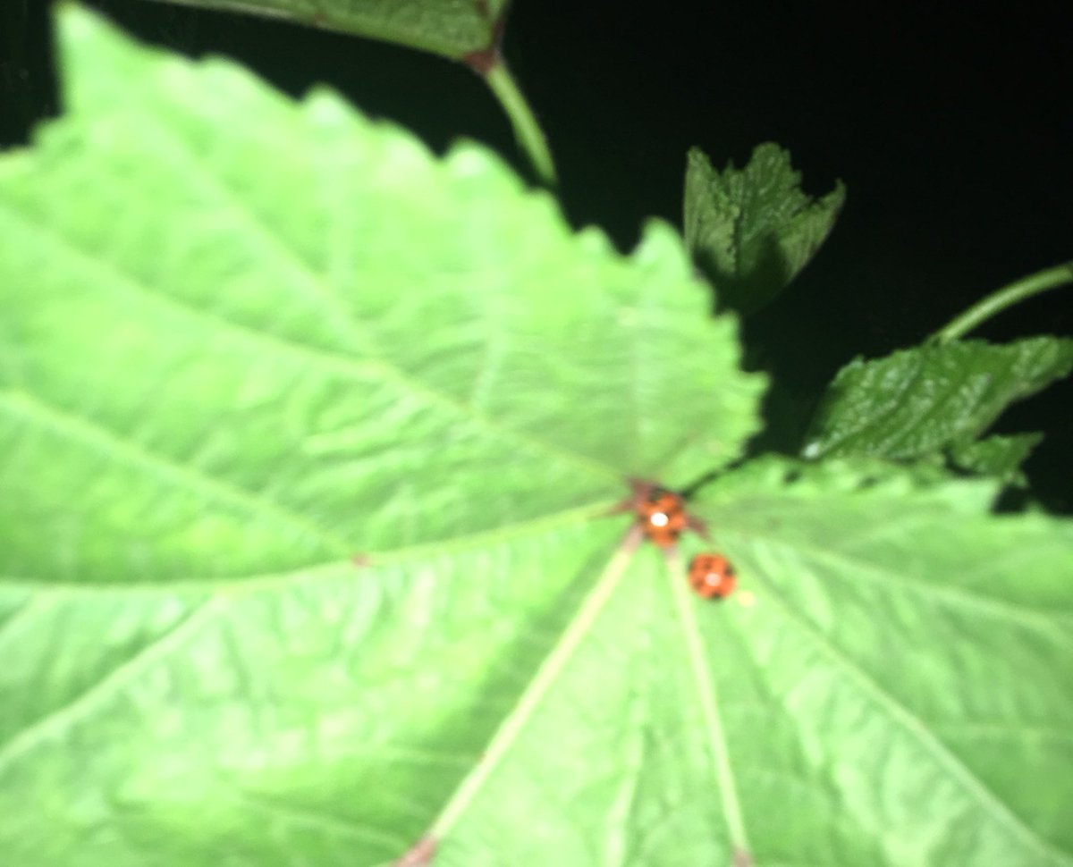 コジコジ らくらく家庭菜園 益虫戦隊テントウジャー さん達はスヤスヤ眠っておりました 明日もアブラムシ退治をよろしくお願いします 家庭菜園 オクラ 無農薬 有機肥料 テントウムシ てんとう虫 アブラムシ 蟻 撃退